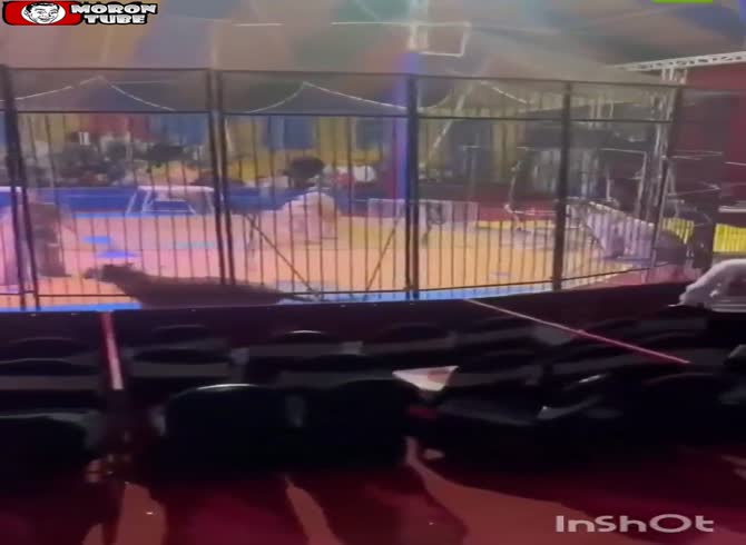 Video :In Egypt, a tiger assaults a circus employee